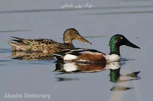 نوک پهن شمالی